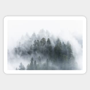 Redwood National Park Forest Fog Magnet